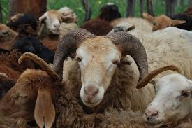 اهدای گوسفند توسط خیر اهوازی به کمیته امداد