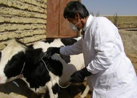آغاز طرح سراسری واکسیناسیون دام علیه بیماری تب برفکی