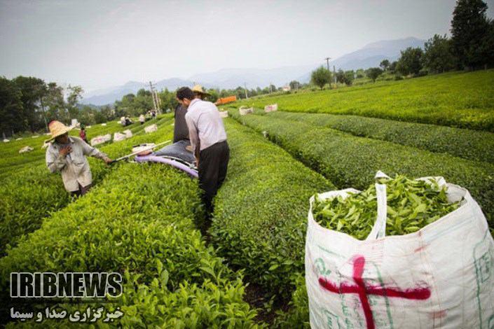 30 مهر، آخرین روز خرید تضمینی برگ سبز چای