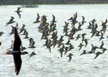 ممنوعیت شکار پرندگان در خوزستان