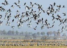 عدم مشاهده آنفولانزای پرندگان در خوزستان