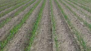 روش جدید کشت گندم بر روی پشته در خوزستان روش جدید کشت گندم بر روی پشته در خوزستان