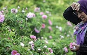 سی وهفت هزار لیتر گلاب باغهای کوهبنان در راه بازار