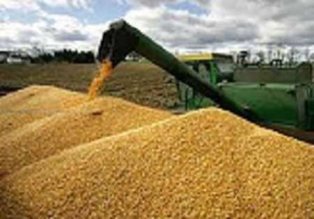 آغاز خرید تضمینی گندم در گیلان آغاز خرید تضمینی گندم در گیلان