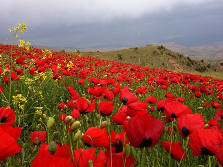 بخشی از زیبایی های طبیعی ایران+تصاویر