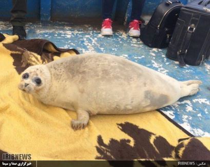 یک قلاده دیگر از فُک خزری میهمان گلستان یک قلاده دیگر از فُک خزری میهمان گلستان
