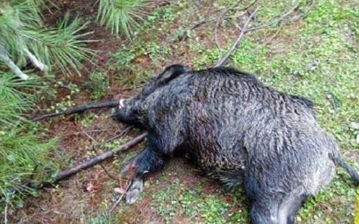 سقوط هواپیما تا کشتن همسر با ضربات چاقو سقوط هواپیما تا کشتن همسر با ضربات چاقو