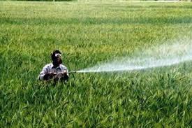 کردستان پیشرو در مبارزه با سن مضر غلات کردستان پیشرو در مبارزه با سن مضر غلات