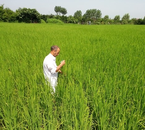 رها سازی زنبور تریکوگراما در شالیزارهای گلوگاه