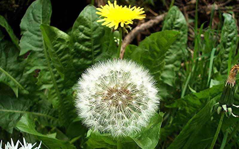 غذاهای تلخی که برای سلامتی مفیدند غذاهای تلخی که برای سلامتی مفیدند