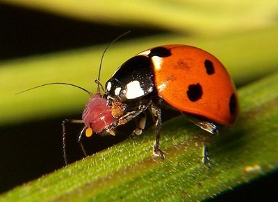 مبارزه بیولوژیک در بیش از ۴۳هزار هکتار زمین کشاورزی خوزستان مبارزه بیولوژیک در بیش از ۴۳هزار هکتار زمین کشاورزی خوزستان