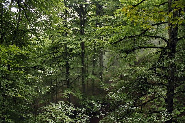 خشکهداران تنها بازمانده جنگلهای جلگهای هیرکانی