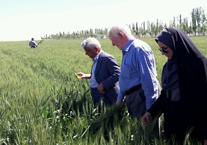 وضعیت مزارع استان قزوین مطلوب است وضعیت مزارع استان قزوین مطلوب است