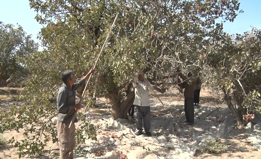باغات پسته بفروئيه ميبد درآستانه نابودي باغات پسته بفروئيه ميبد درآستانه نابودي
