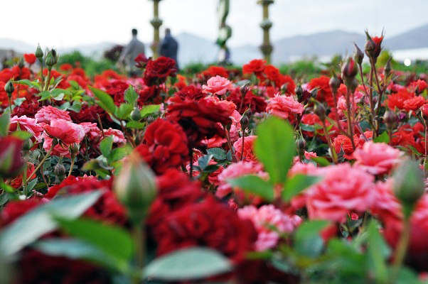 کرونا و زخمی بر پیکره گل