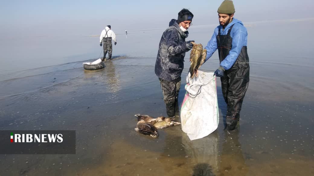 مهار آنفلوآنزای فوق حاد پرندگان در استان مرکزی