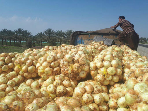 خرید توافقی صد تن پیاز در هرمزگان خرید توافقی صد تن پیاز در هرمزگان