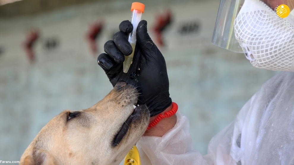 آموزش سگ‌ها برای تشخیص کرونا در ایران