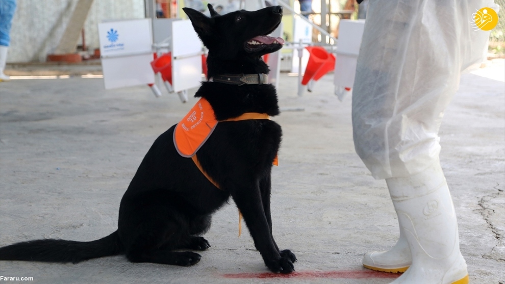 آموزش سگ‌ها برای تشخیص کرونا در ایران