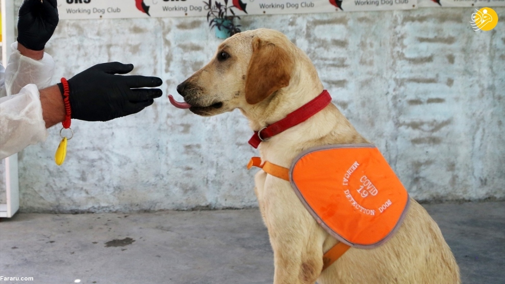 آموزش سگ‌ها برای تشخیص کرونا در ایران