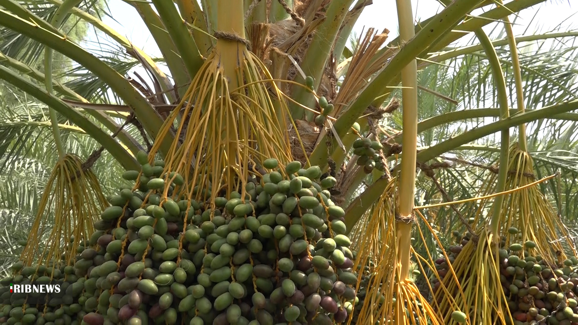 رونق چیلک ریسی هنر ثبت ملی شده  در فهرج