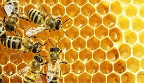 کارگاه آموزشی پرورش زنبور عسل کارگاه آموزشی پرورش زنبور عسل
