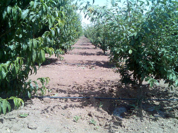 بازار «سیاه»،از کود شیمیایی تا بذر گندم بازار «سیاه»،از کود شیمیایی تا بذر گندم