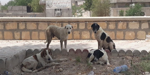 افزایش موارد حیوان گزیدگی در خوزستان