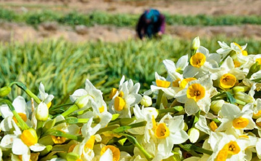 برگزاری دهمین جشنواره برداشت گل نرگس در بهبهان + فیلم