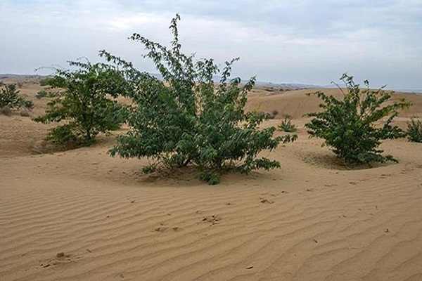 مهار ریزگرد‌ها با احیای پوشش گیاهی در خوزستان