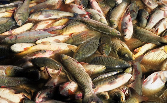تاثیر تنش های آبی بر پرورش ماهیان گرمابی خوزستان