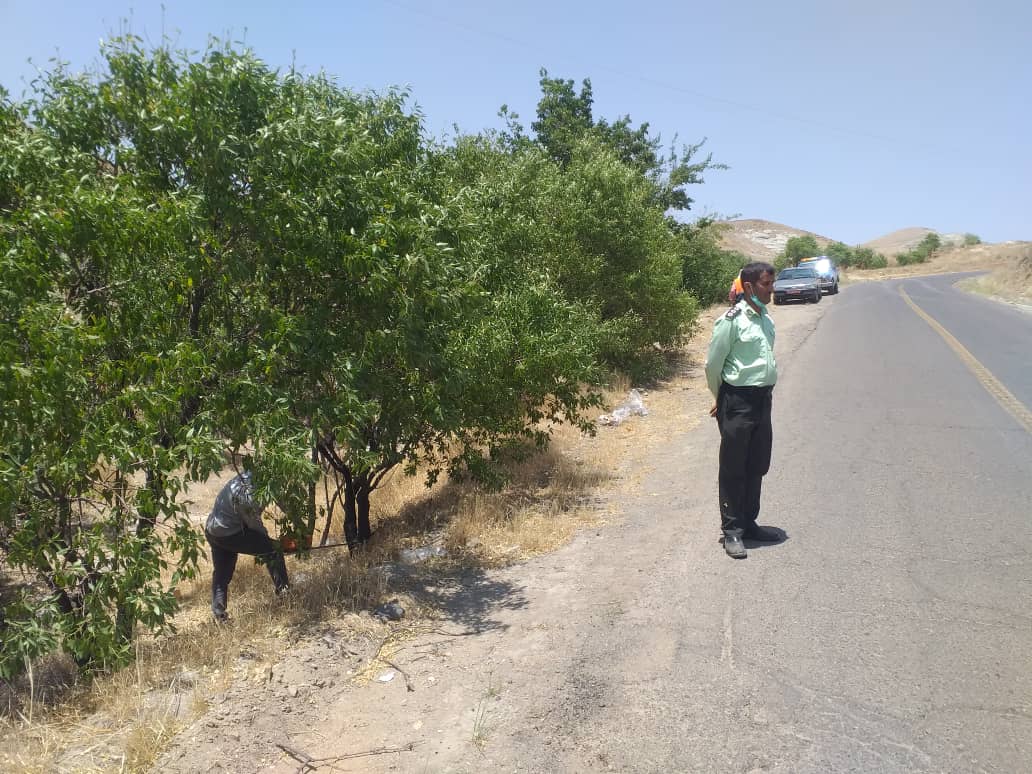 ماجرای قطع درختان در حاشیه جاده روستای اردبیلک چه بوده؟