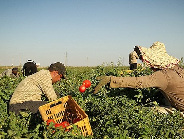 وقتی بی برنامگی در کشاورزی خوزستان، بحران می‌آفریند