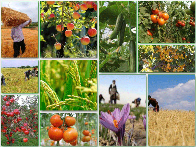 خوزستان تولیدکننده بیش از ۱۷.۲ میلیون تن محصولات کشاورزی