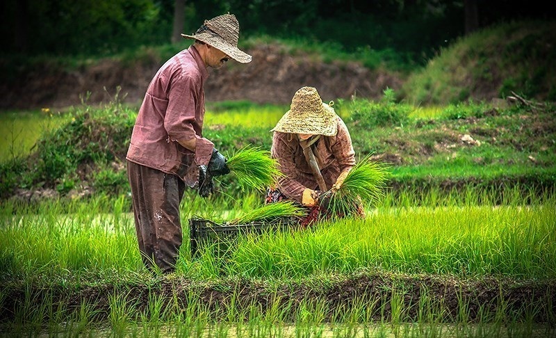 ممنوعیت کشت برنج در حوزه آبریز کرخه به دلیل محدودیت منابع آبی