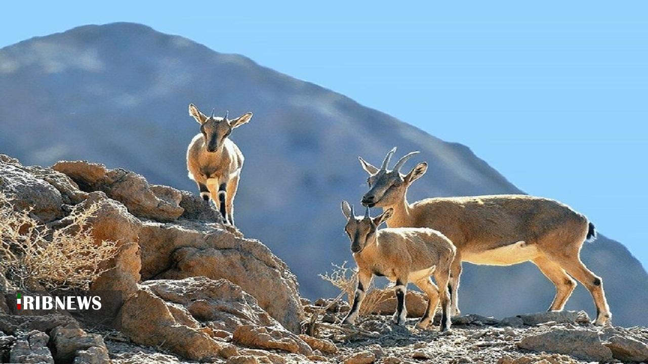 برگزاری جلسه هماهنگی پائیزه حیات وحش لرستان