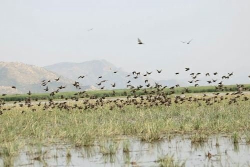 در حال حاضر موردی از بیماری آنفلوآنزای فوق حاد پرندگان در گیلان وجود ندارد