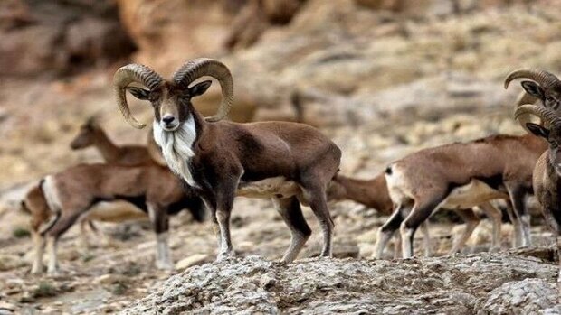 سرشماری سه گونه شاخص «پارک ملی موته» سرشماری سه گونه شاخص «پارک ملی موته»
