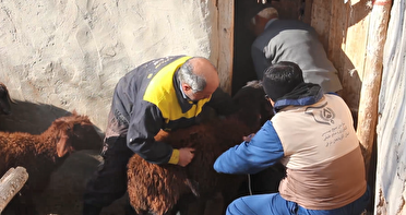 خدمات رایگان دامپزشکی در  ۱۴۰ روستای آذربایجان شرقی