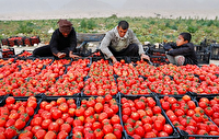 صادرات ۲۸۷ میلیون دلار محصولات کشاورزی از استان بوشهر