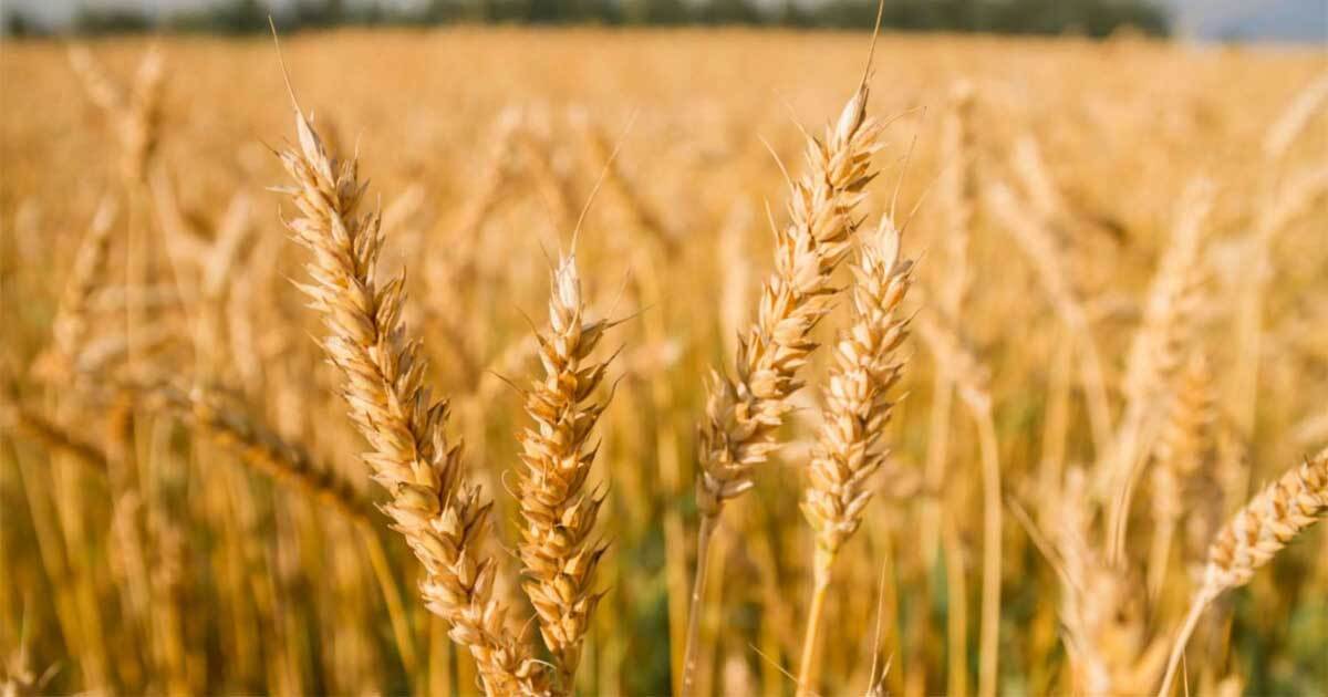 امکان افزایش ۲ برابری تولید گندم در خوزستان امکان افزایش ۲ برابری تولید گندم در خوزستان