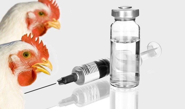 واکسیناسیون بیش از ۳۵۷ هزار قطعه طیور در زنجان علیه بیماری نیوکاسل