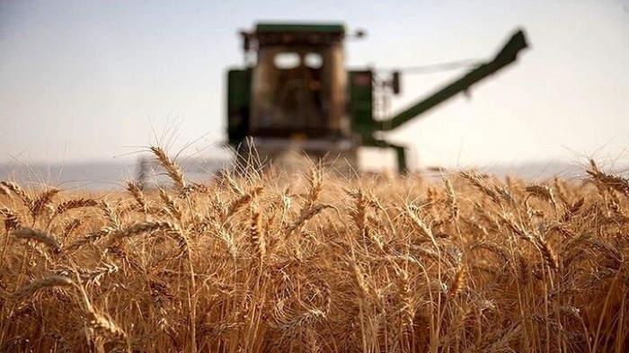 آمادگی ۴۲ مرکز برای خرید تضمینی گندم در استان