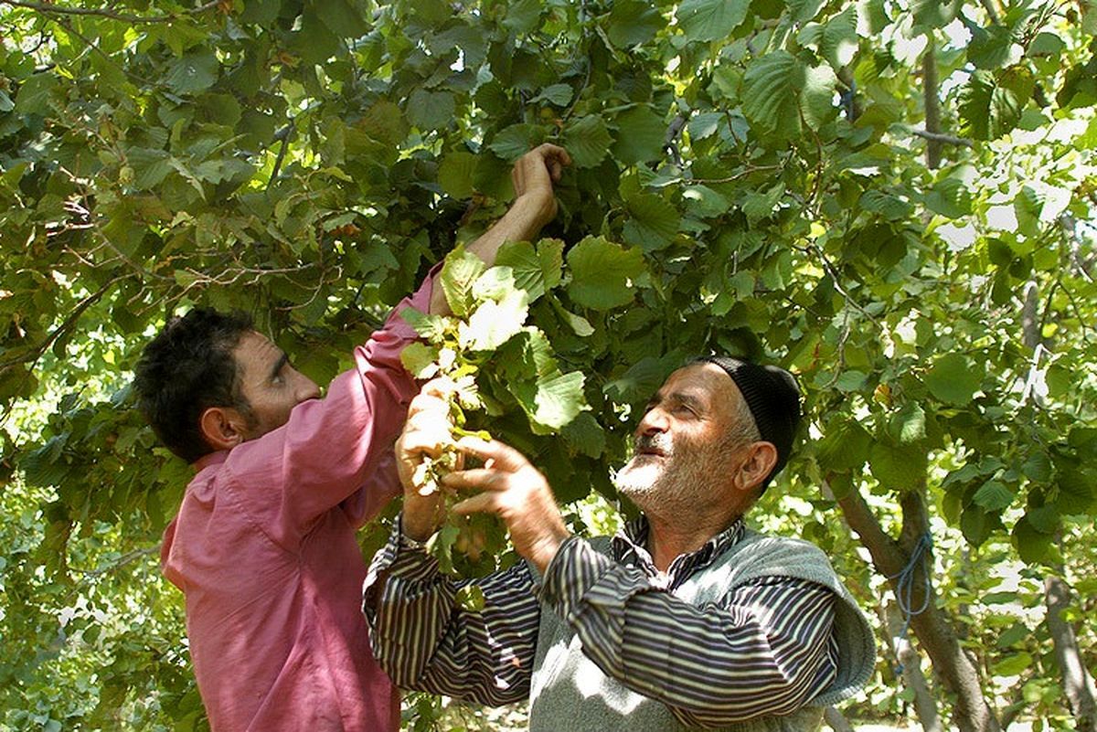 برداشت فندق از باغ‌های کوهستانی گیلان