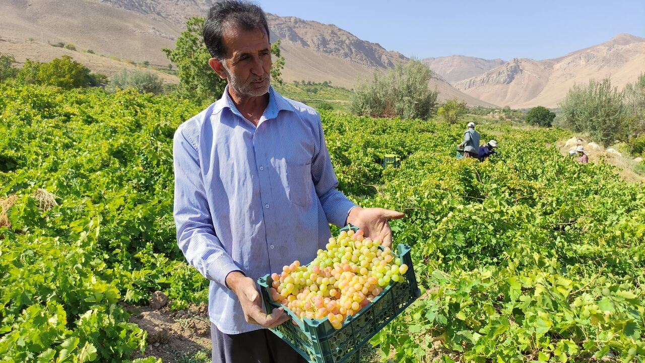 ۶۰ درصد باغ‌های خراسان شمالی به اصلاح نیاز دارد