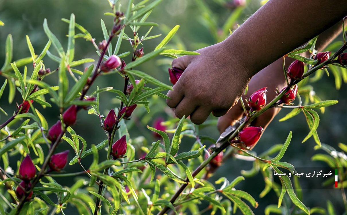 کشاورزان کارون آماده برداشت چای ترش