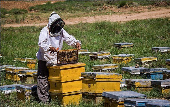 پیش بینی افزایش 10 درصدی تولید عسل در آذربایجان‌غربی