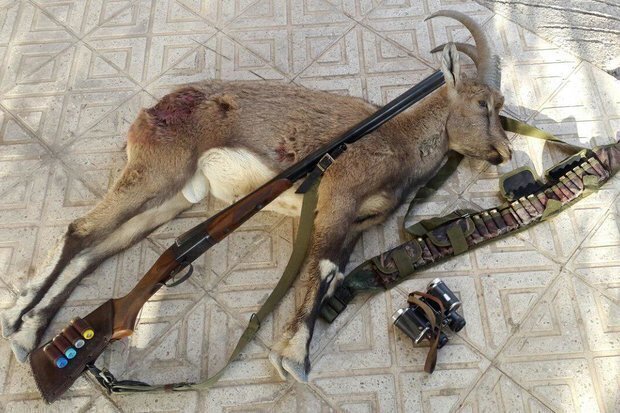 دستگیری شکارچی متخلف در بندرلنگه