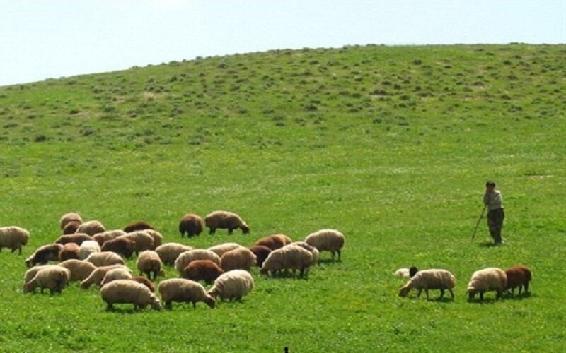مراتع خراسان شمالی فقط ۱۲۵ هزار تن علوفه قابل برداشت دارد