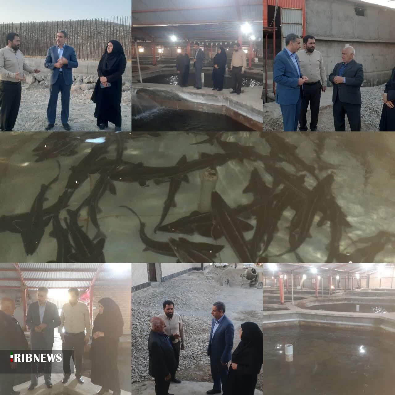 تولید ۲۵ تن خاویار در مجتمع چم گز پلدختر